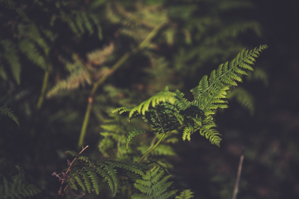 Photo de mise au point sélective d’une plante de fougère