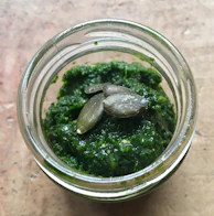 Bright jars of pistachio pesto lined up on a clean white shelf.