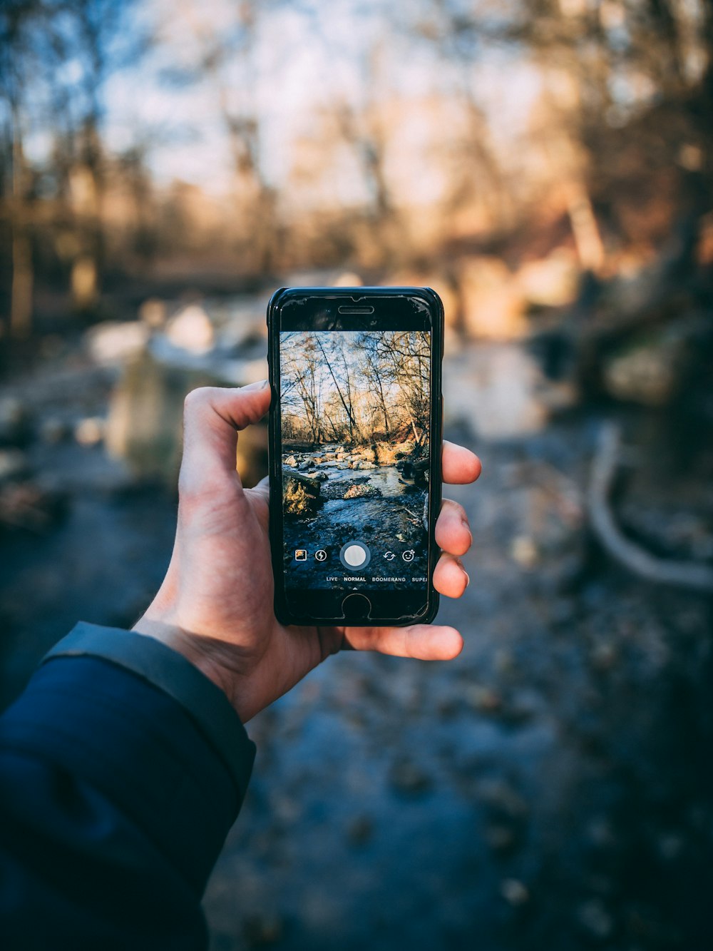 person holds iPhone takes photo of tree