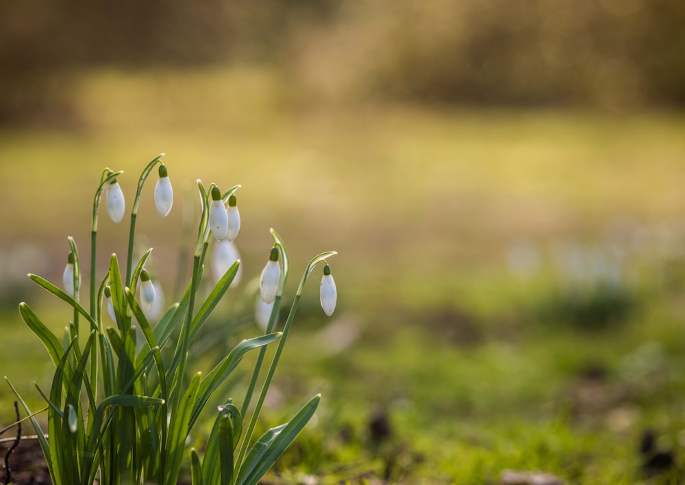 a group of white flowers growing out of the ground