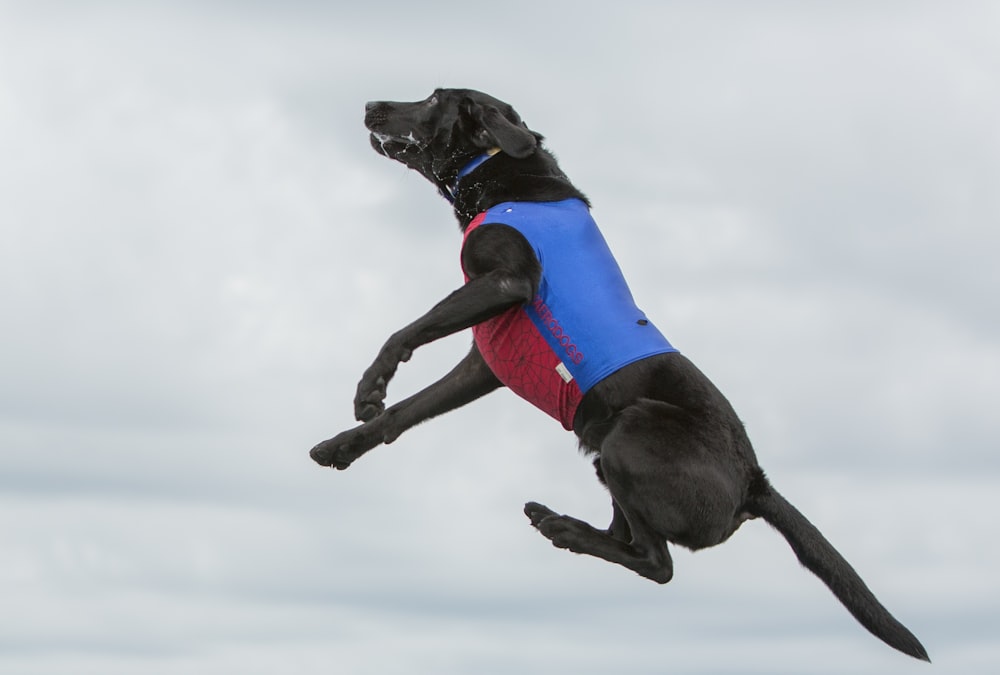 Perro negro en el aire