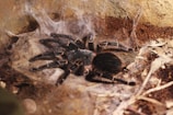 post-molt Grammostola pulchripes stretching on web
