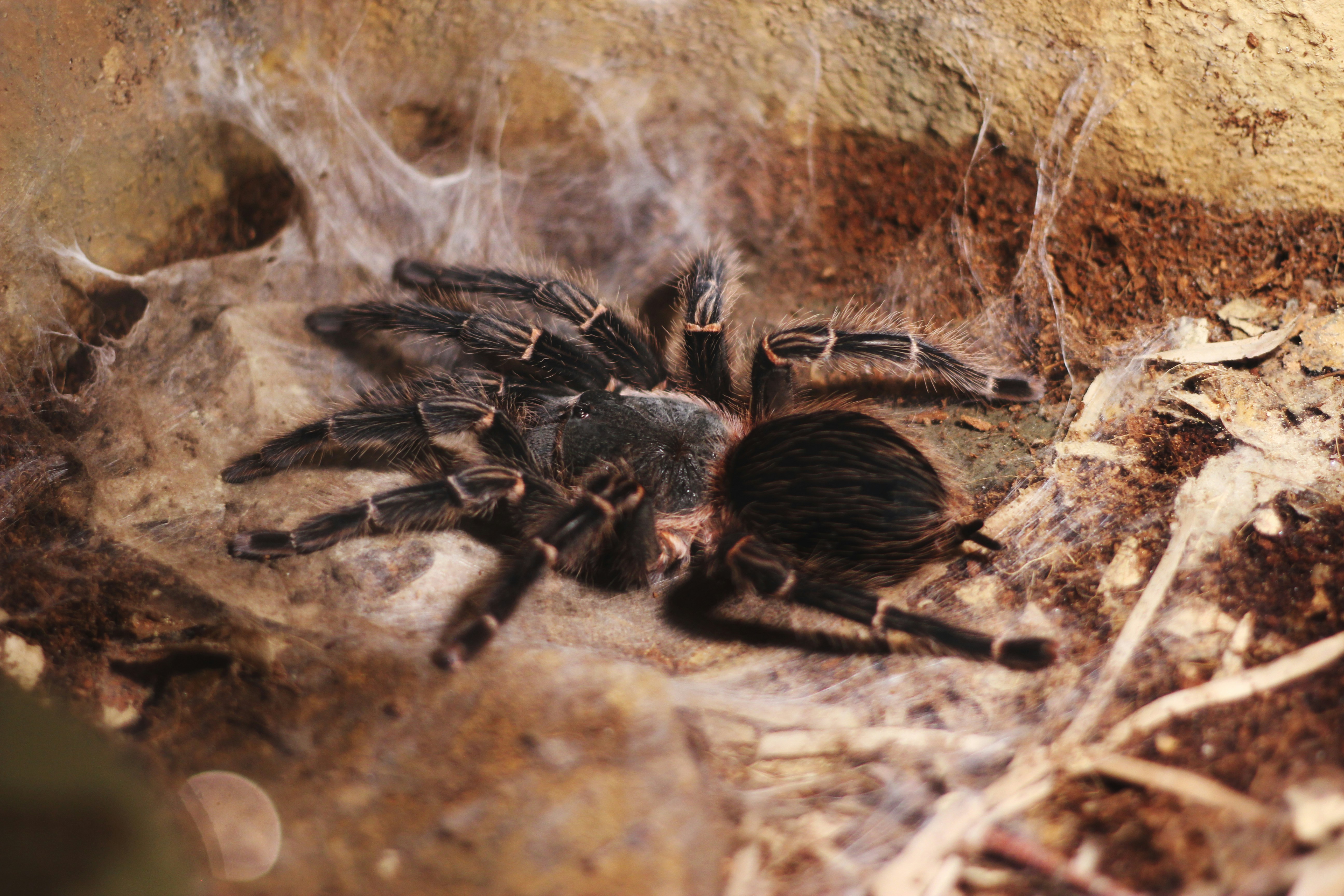 How Do I Prevent And Treat Mites In A Tarantula Enclosure?