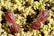 Two bugs with striking red and black stripes are perched on a cluster of small, greenish plants. The vivid contrast between their vibrant patterns and the softer surroundings is visually striking.