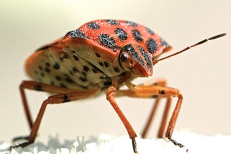 A close-up of a brightly colored insect, predominantly orange with black spots and markings, standing on a light surface. The insect has a compact body structure with extended antennae and detailed texture on its exoskeleton.