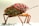 A close-up of a brightly colored insect, predominantly orange with black spots and markings, standing on a light surface. The insect has a compact body structure with extended antennae and detailed texture on its exoskeleton.