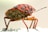 A close-up of a brightly colored insect, predominantly orange with black spots and markings, standing on a light surface. The insect has a compact body structure with extended antennae and detailed texture on its exoskeleton.