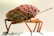 A close-up of a brightly colored insect, predominantly orange with black spots and markings, standing on a light surface. The insect has a compact body structure with extended antennae and detailed texture on its exoskeleton.