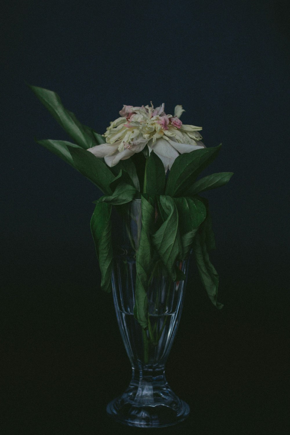 white and pink flowering green leaf plant centerpiece