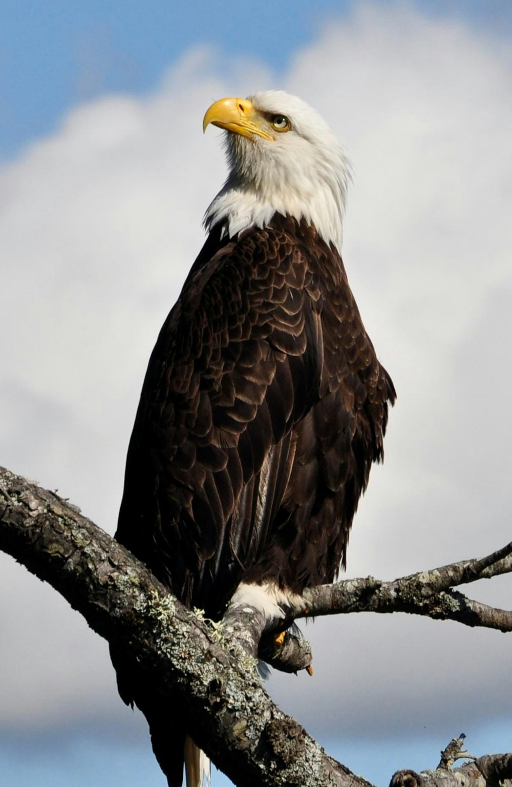 bald eagle standing on gray tree branch