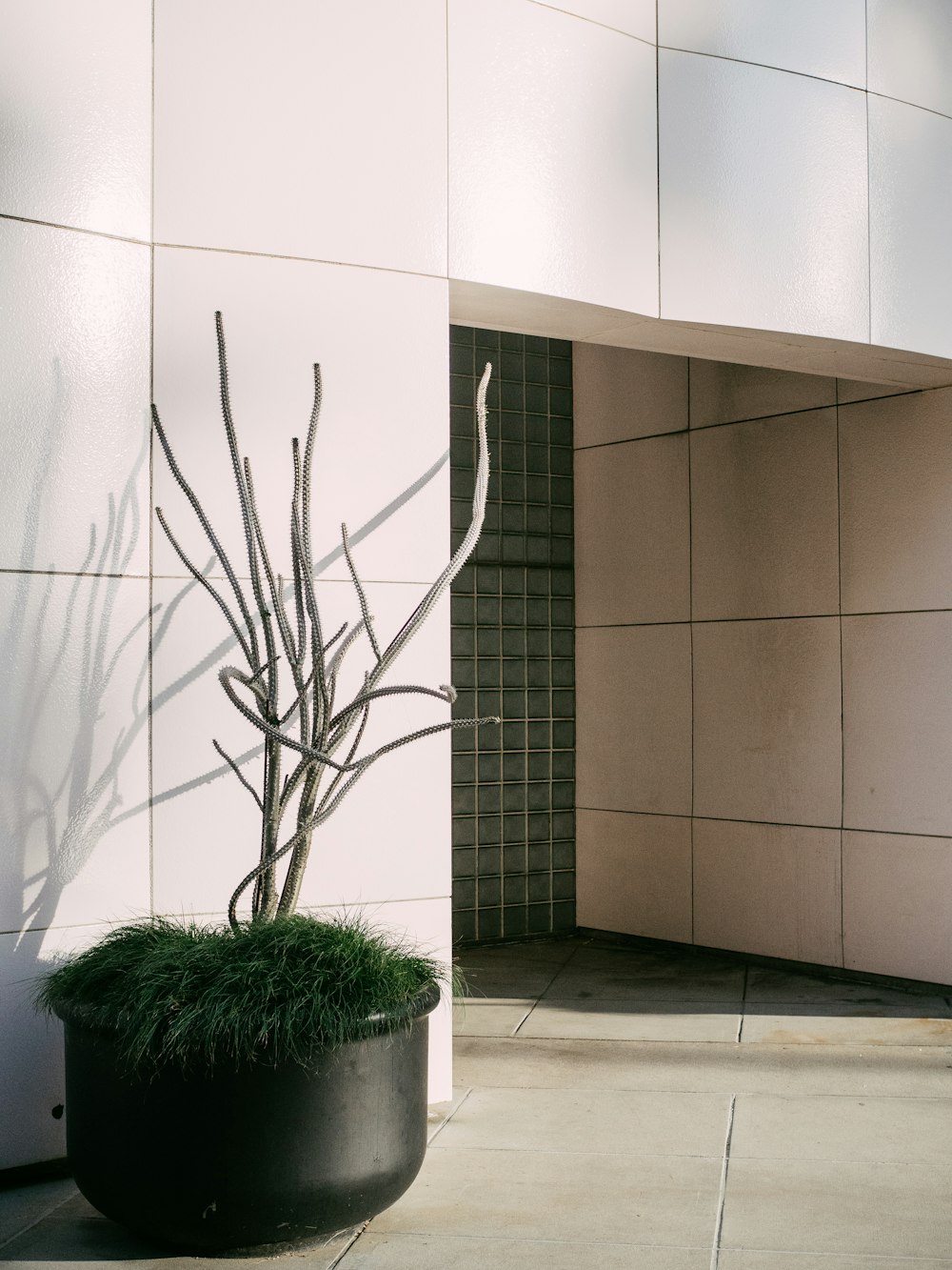 gray plant decor outside building