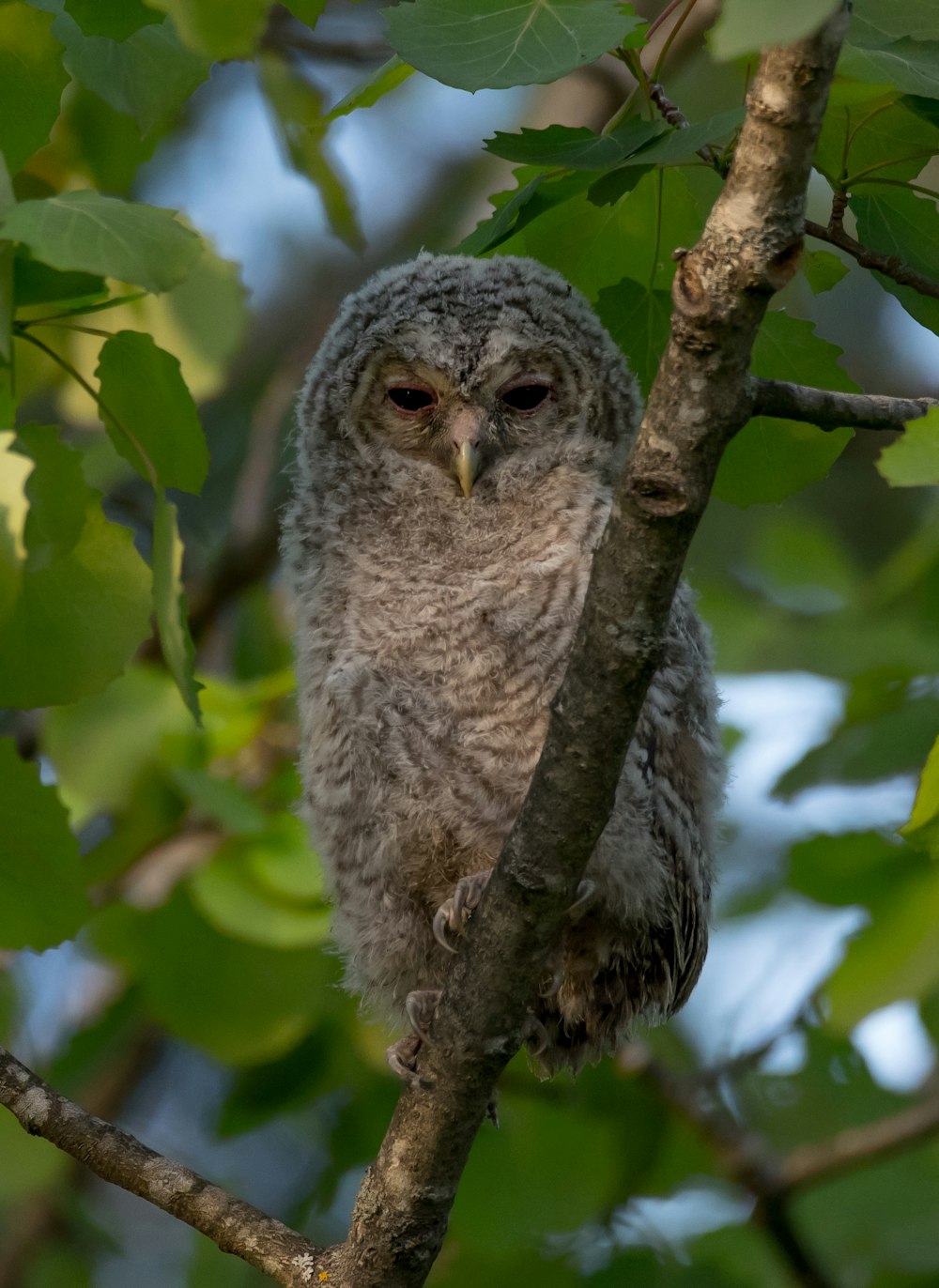 owl perching on tree