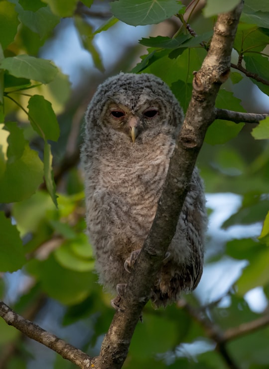 photo of Nesodden Wildlife near Sognsvann