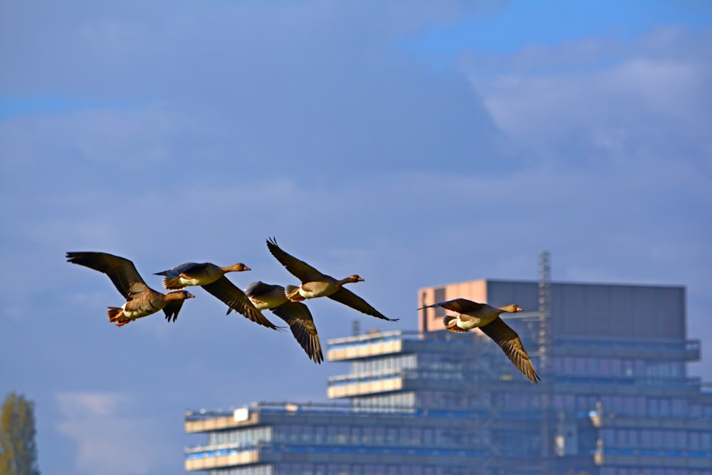 Quatre oiseaux noirs qui s’envolent