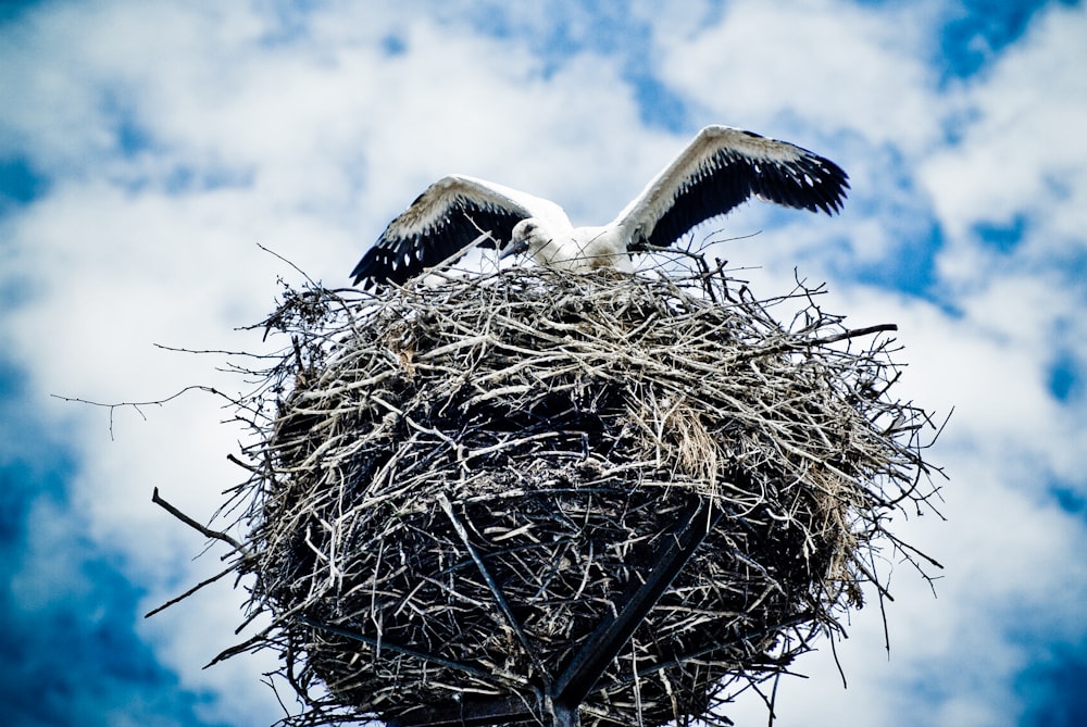 white and gray bird on nest