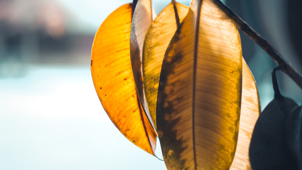 selective focus photography of several dried brown leaves
