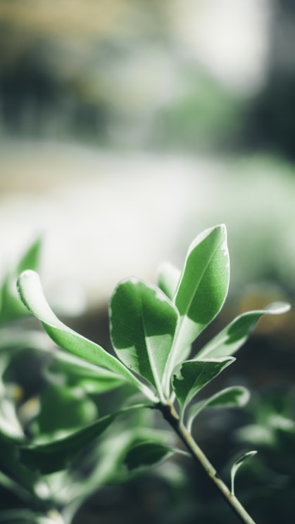 selective focus photography of green leaf plant