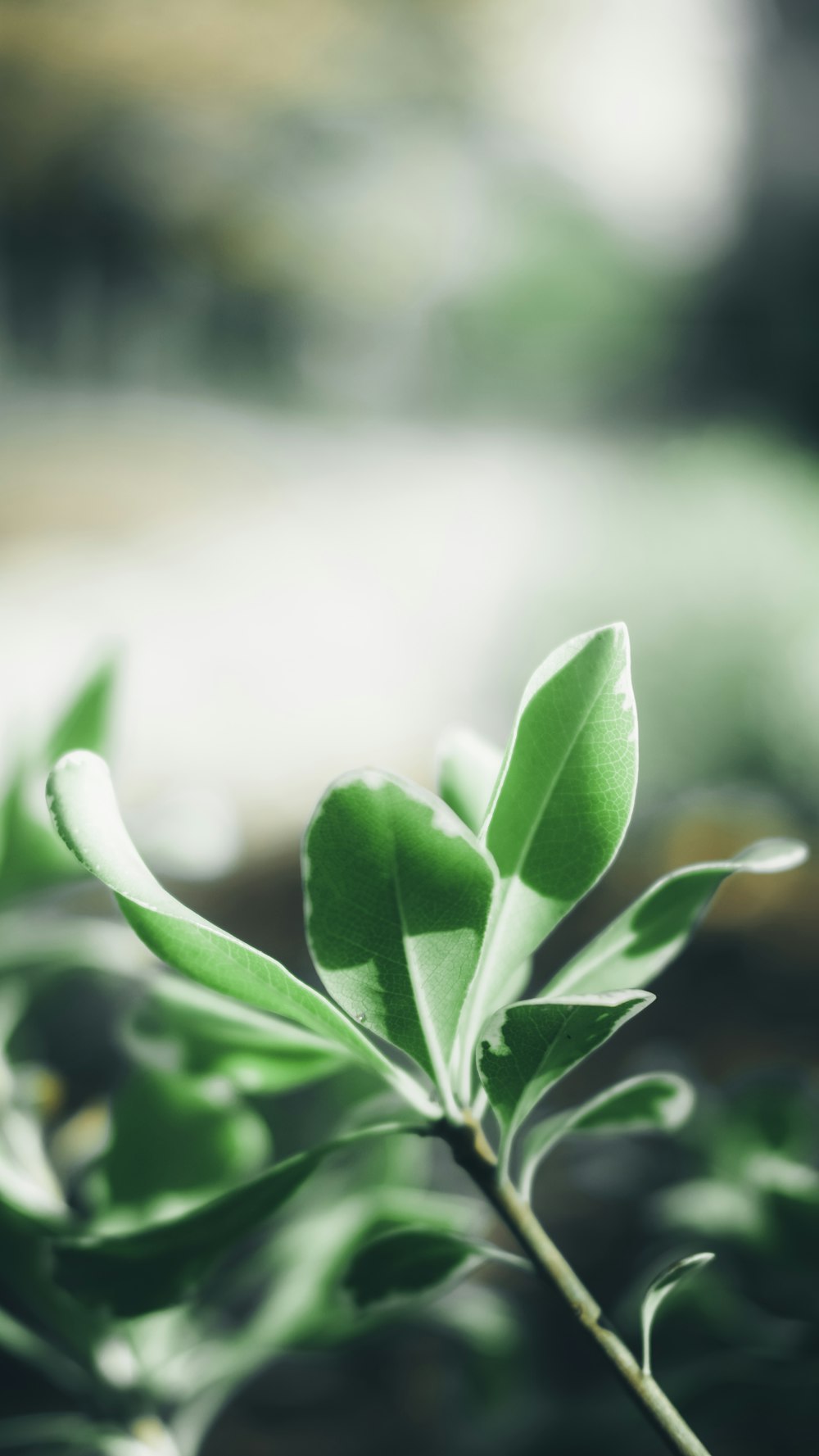 selective focus photography of green leaf plant