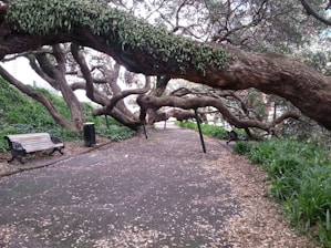 A walkway is shaded by large, arching tree branches that create a natural canopy. The ground is covered with fallen leaves, and lush greenery lines both sides of the path. A wooden bench and trash bin are situated on the left, providing a resting spot along the pathway.