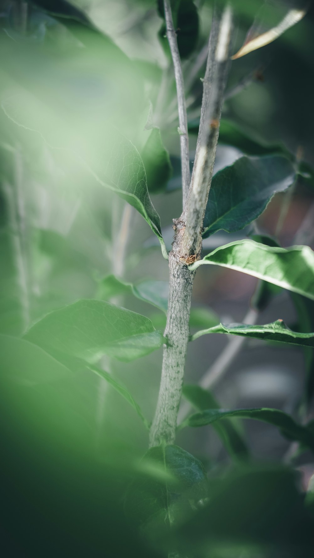 foto marrom ramo da planta