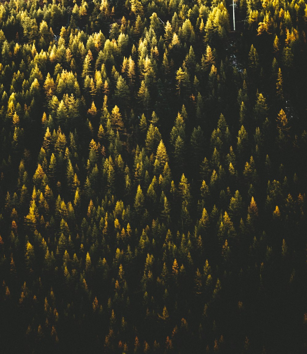 Vue de dessus des pins verts