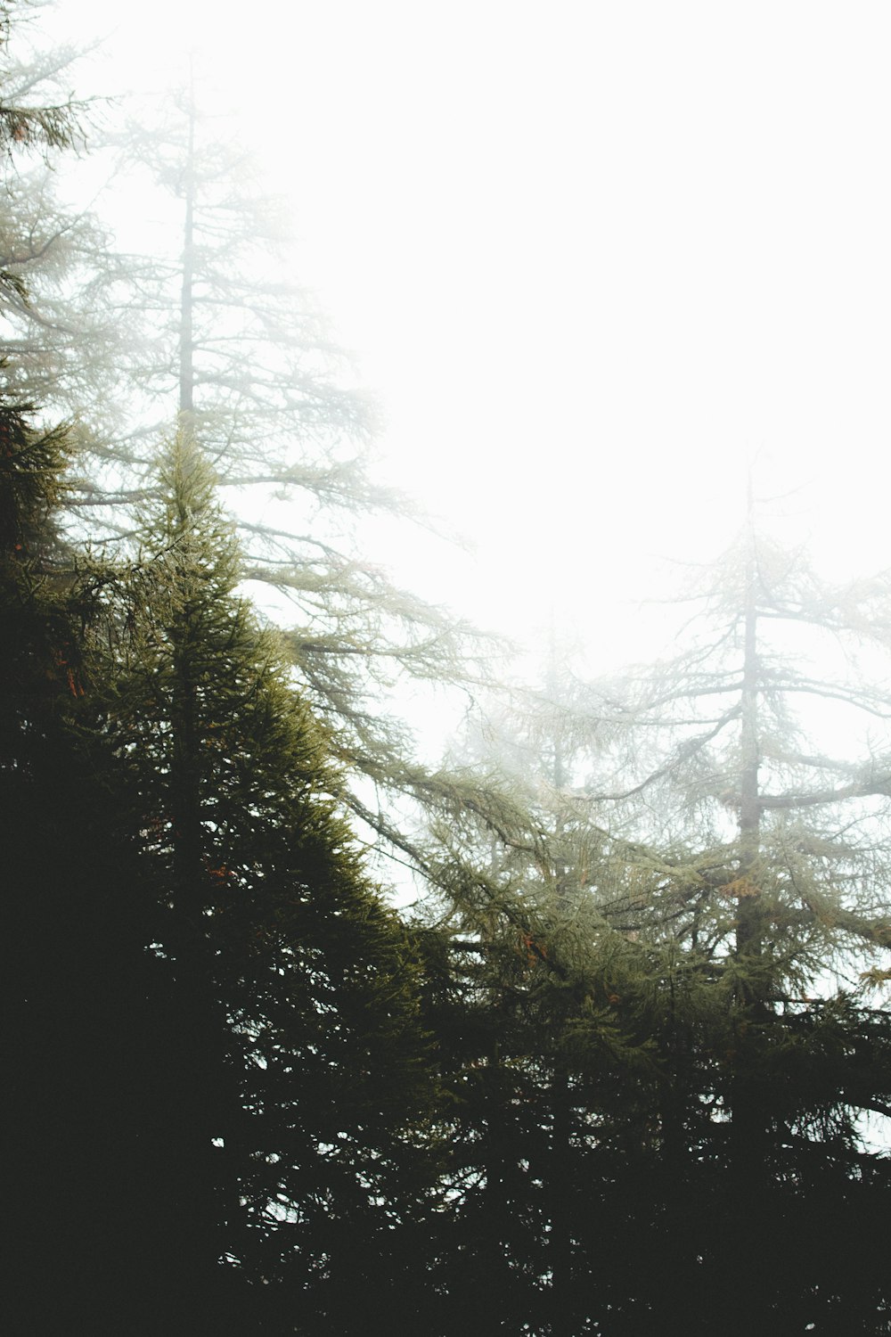 tree under white clouds at daytime