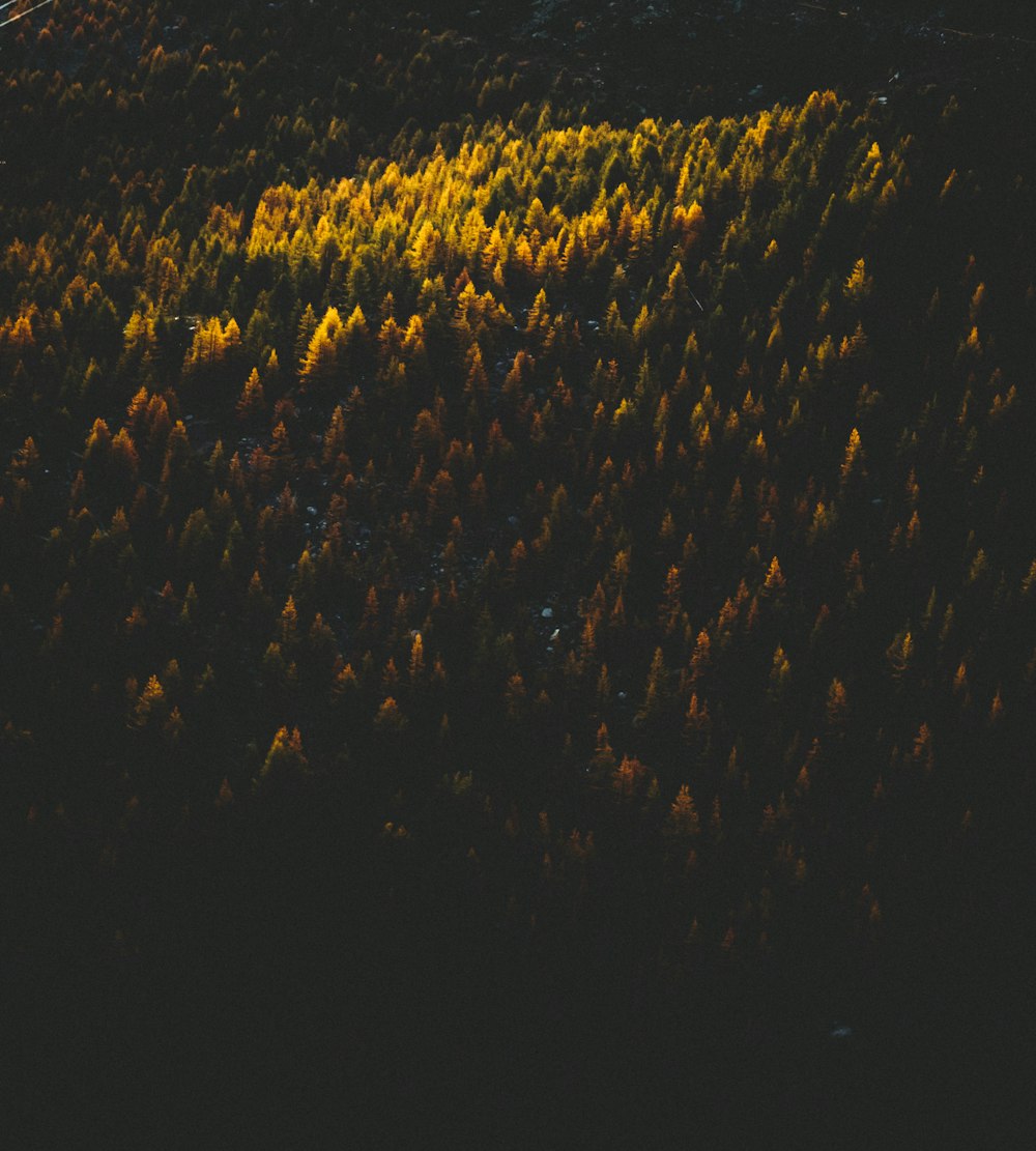 photo of yellow petaled flowers