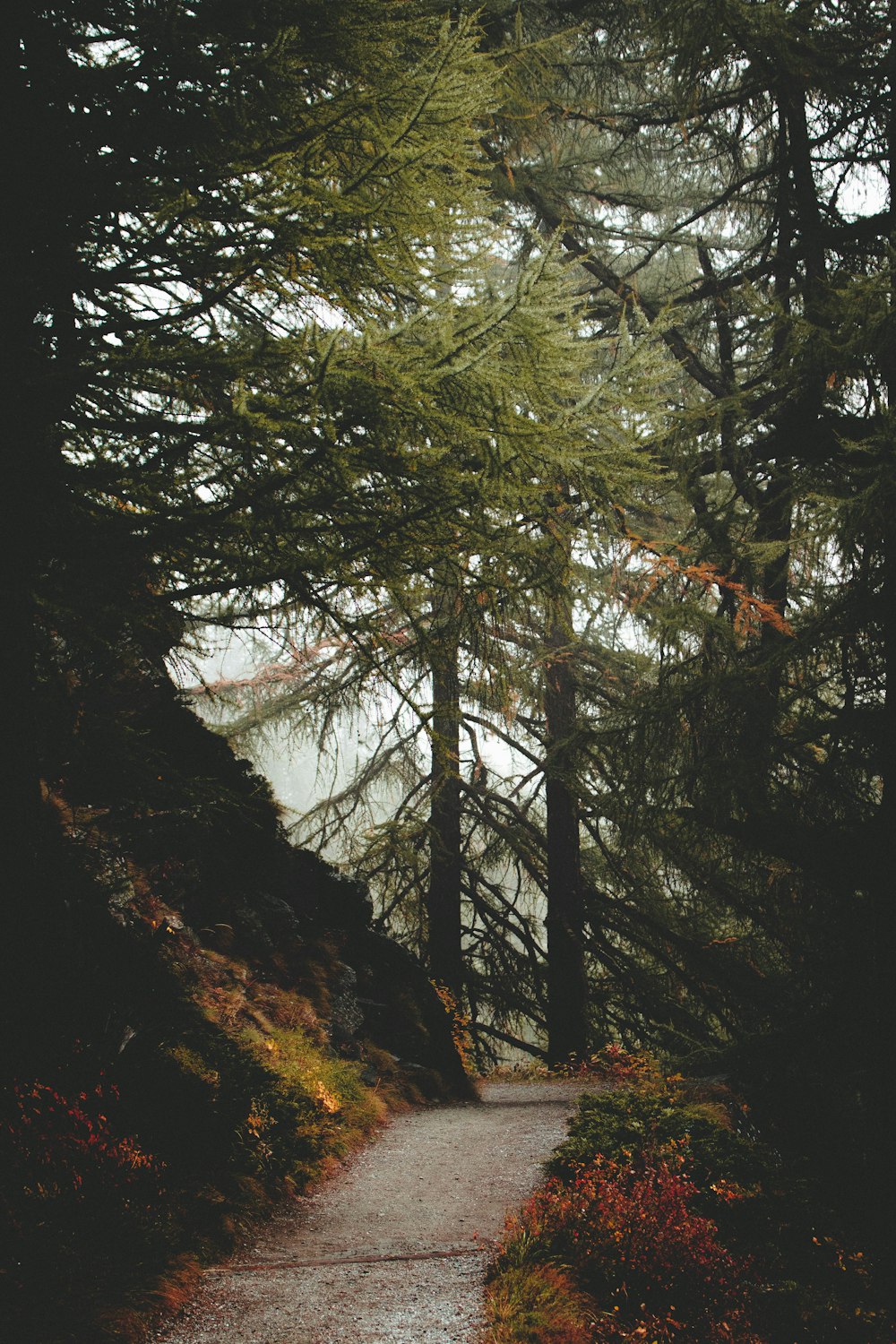 pathway beside plants near pinetrees at foggy time