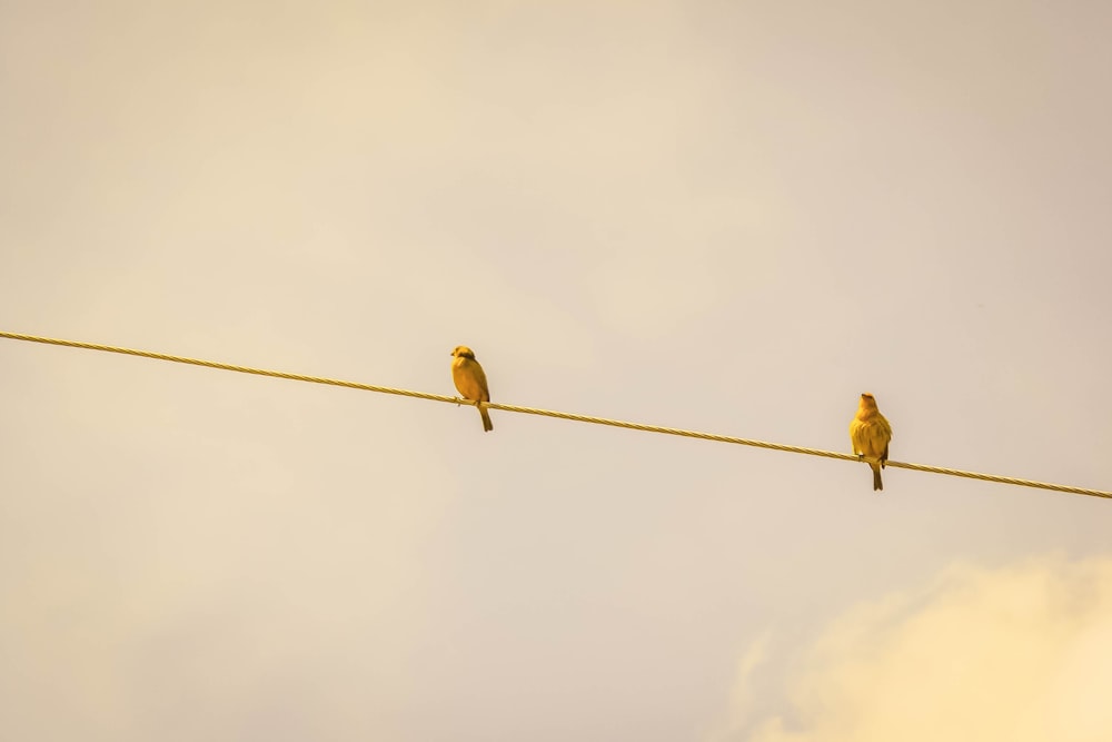 two yellow birds on string