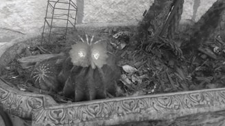 A planter contains several cacti with prominent spines. Two cacti flowers bloom prominently, adding a splash of bright color to the predominantly monochrome scene. The planter has ornate designs etched into its surface. Soil is visible, littered with dry leaves and pieces of wood. A metallic wire structure stands upright behind the cacti.