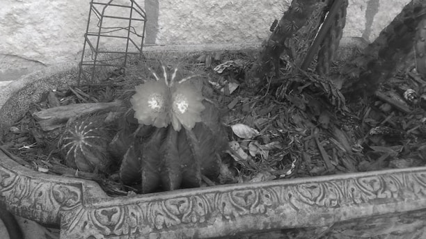 A planter contains several cacti with prominent spines. Two cacti flowers bloom prominently, adding a splash of bright color to the predominantly monochrome scene. The planter has ornate designs etched into its surface. Soil is visible, littered with dry leaves and pieces of wood. A metallic wire structure stands upright behind the cacti.