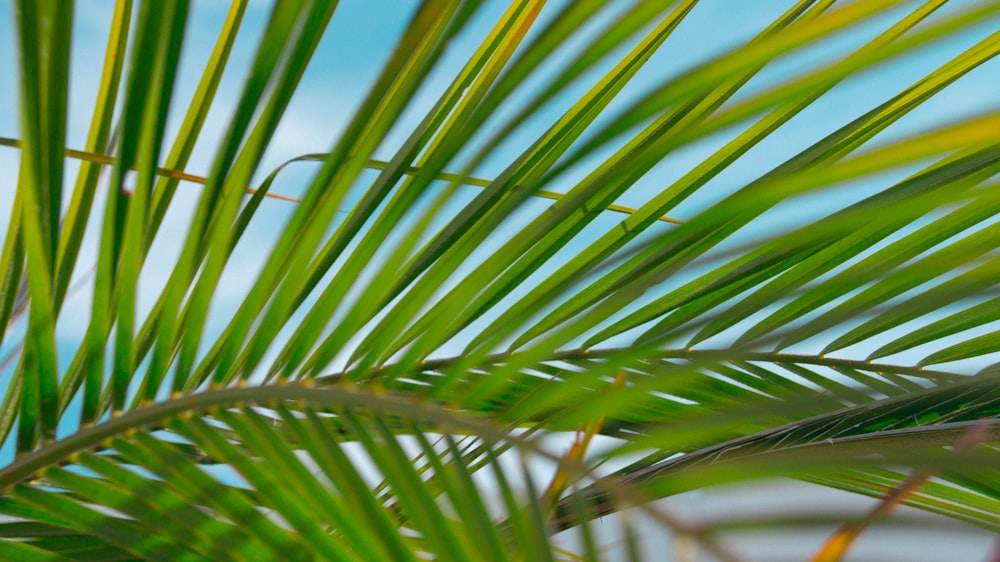 green palm tree