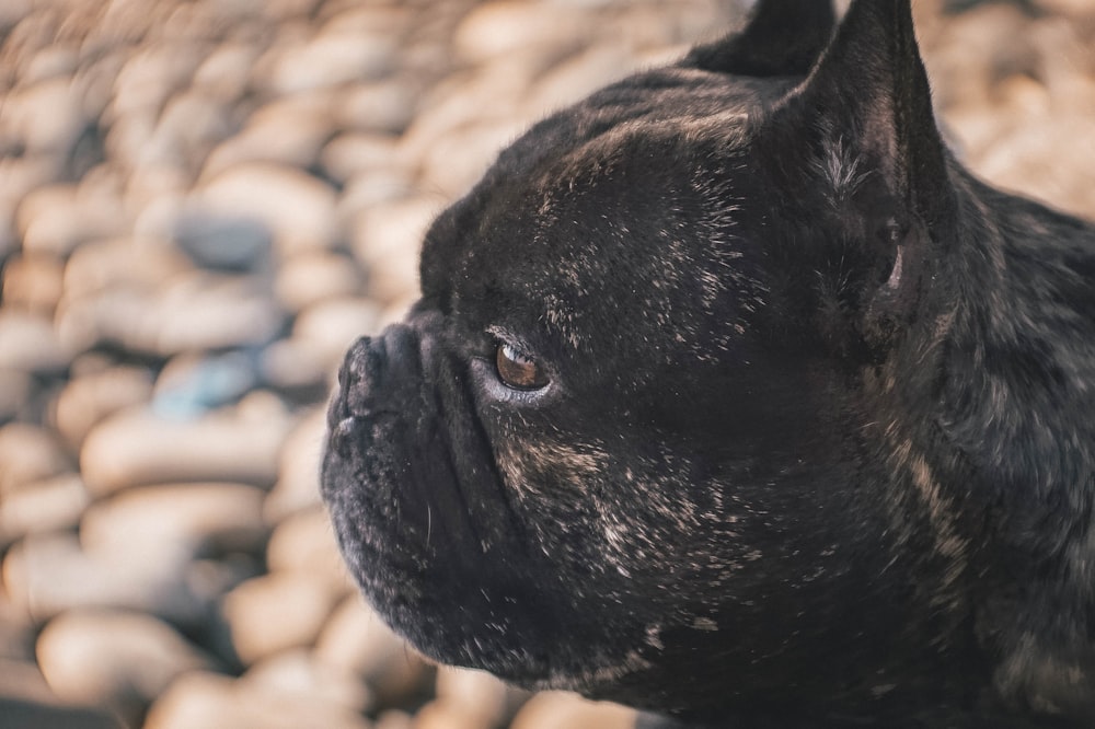 selective focus photography of black pug