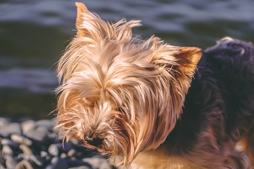 brown and black Yorkshire terrier standing on seashore