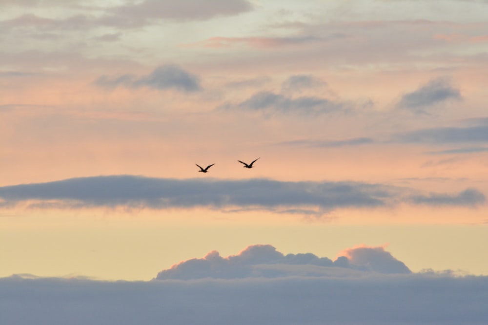 zwei Vögel fliegen tagsüber am Himmel