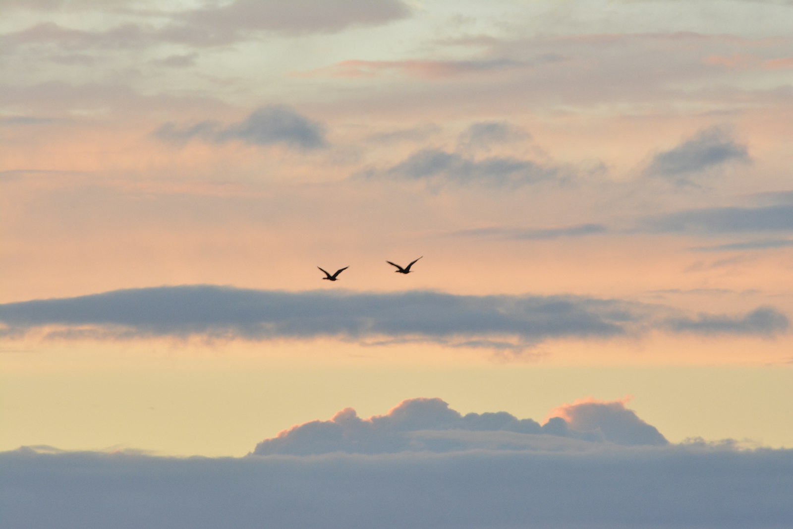 Nikon D5200 + Nikon AF-S DX Nikkor 55-300mm F4.5-5.6G ED VR sample photo. Two birds flying on photography