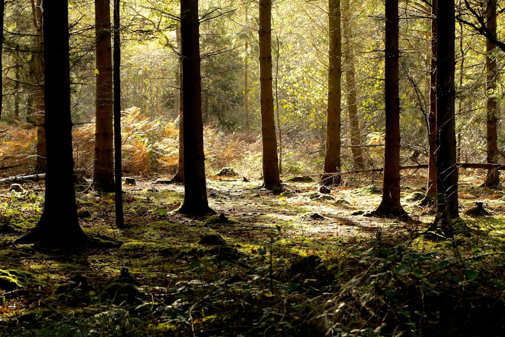 green and brown forest at daytime