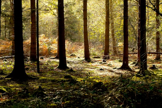 green and brown forest at daytime in Bernwood Forest United Kingdom
