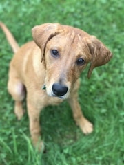 A calm dog sitting attentively during a basic obedience class outdoors.