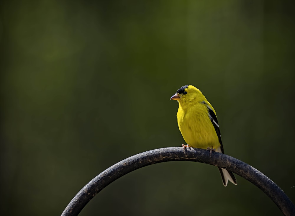 yellow bird standing on the branch