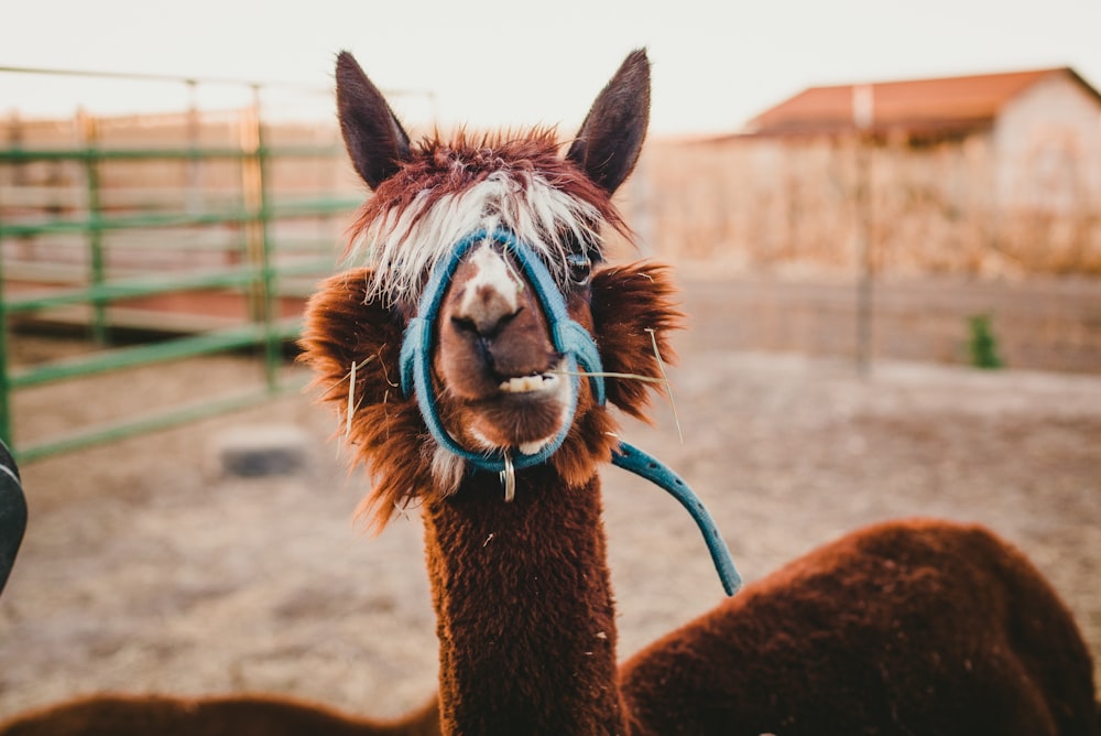 Alpaca marrón con hocico de cuero azul dentro del corral durante el día