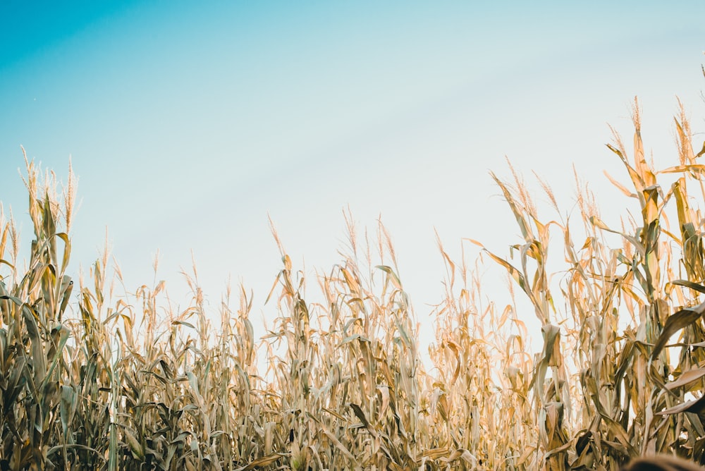 Photographie à mise au point peu profonde d’un champ de maïs sous un ciel blanc et bleu pendant la journée