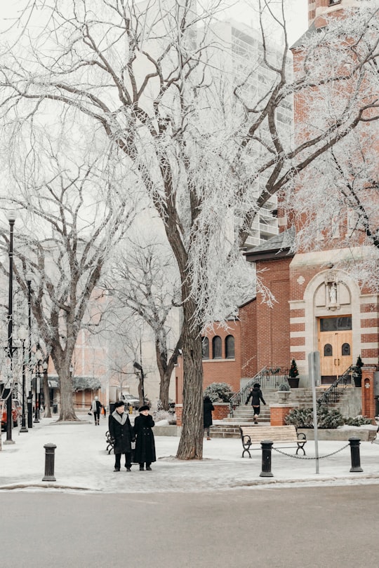 man and woman in coat standing near withered trees in Saskatoon Canada