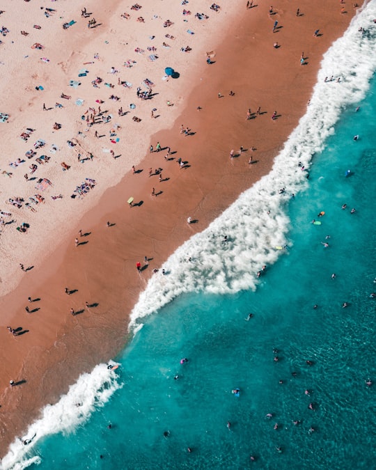 aerial photography of people on beach in Bondi Beach Australia