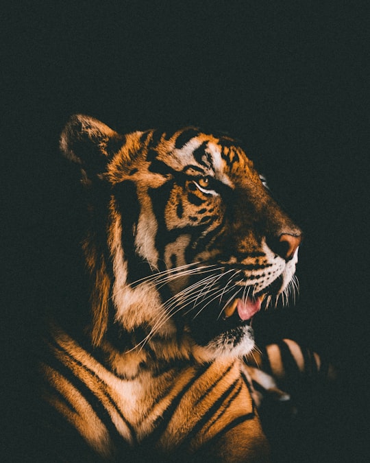 adult tiger prone lying inside dim lighted room in Chiang Mai Thailand