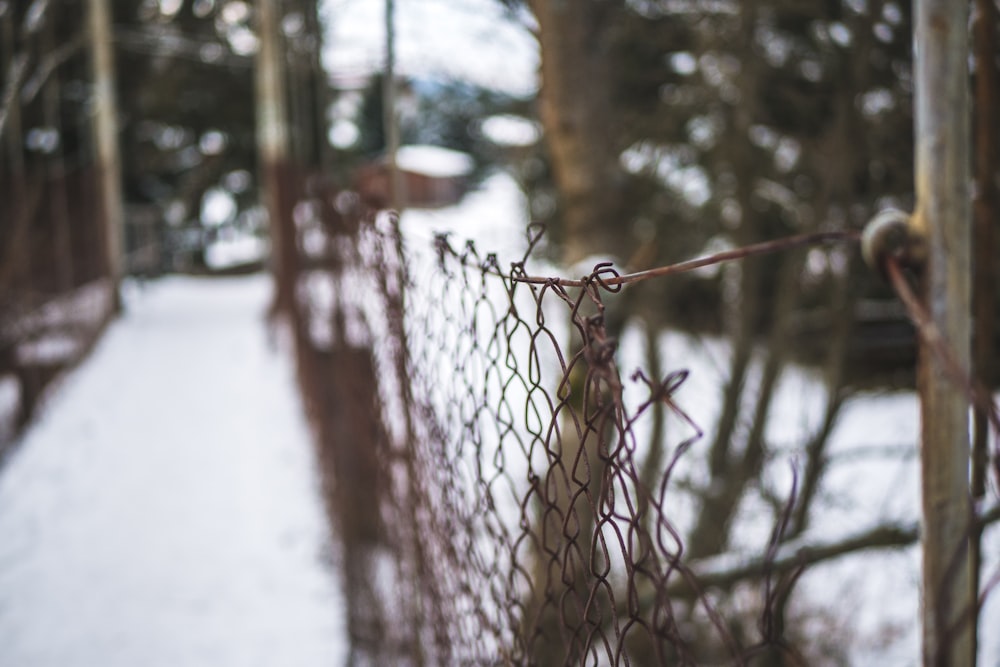 selective focus photography of brown chain link fence