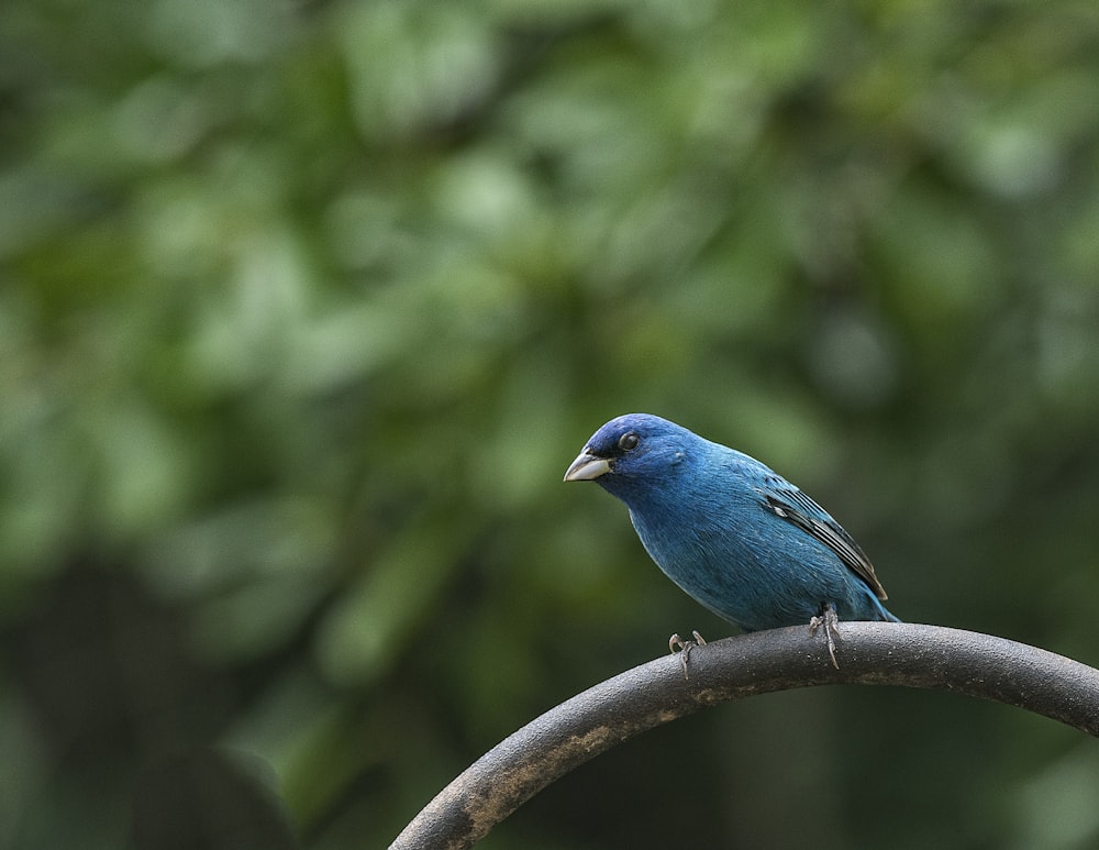 blauer Vogel sitzt auf schwarzer Stahlstange
