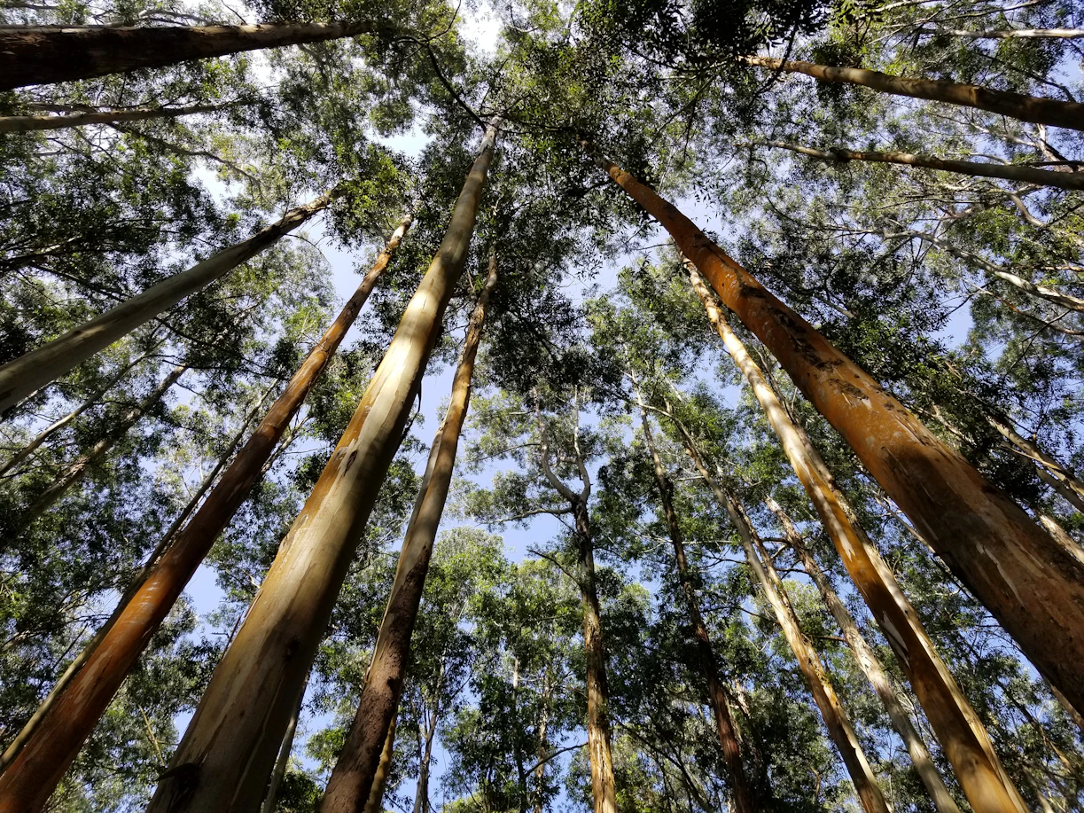 brown and green trees during daytime