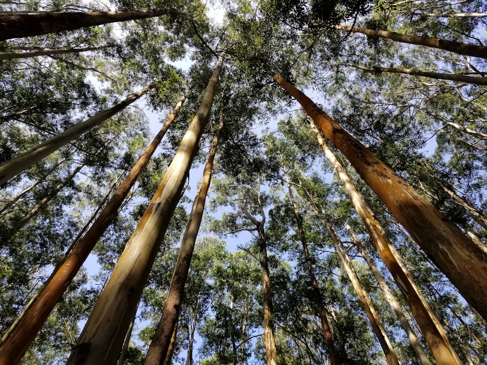 brown and green trees during daytime