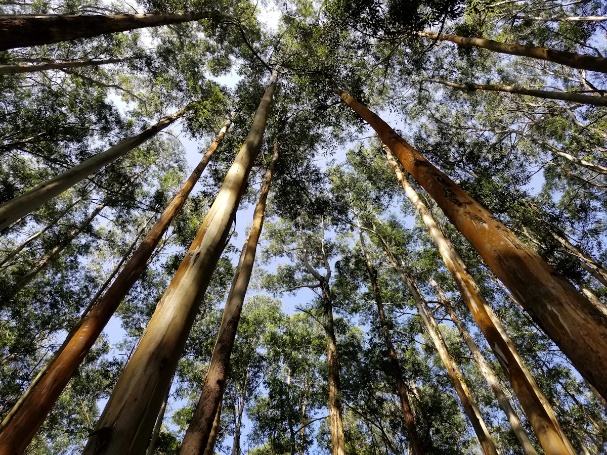 Eucalyptus Safeda Plantation India Fast Growing — PlantCare